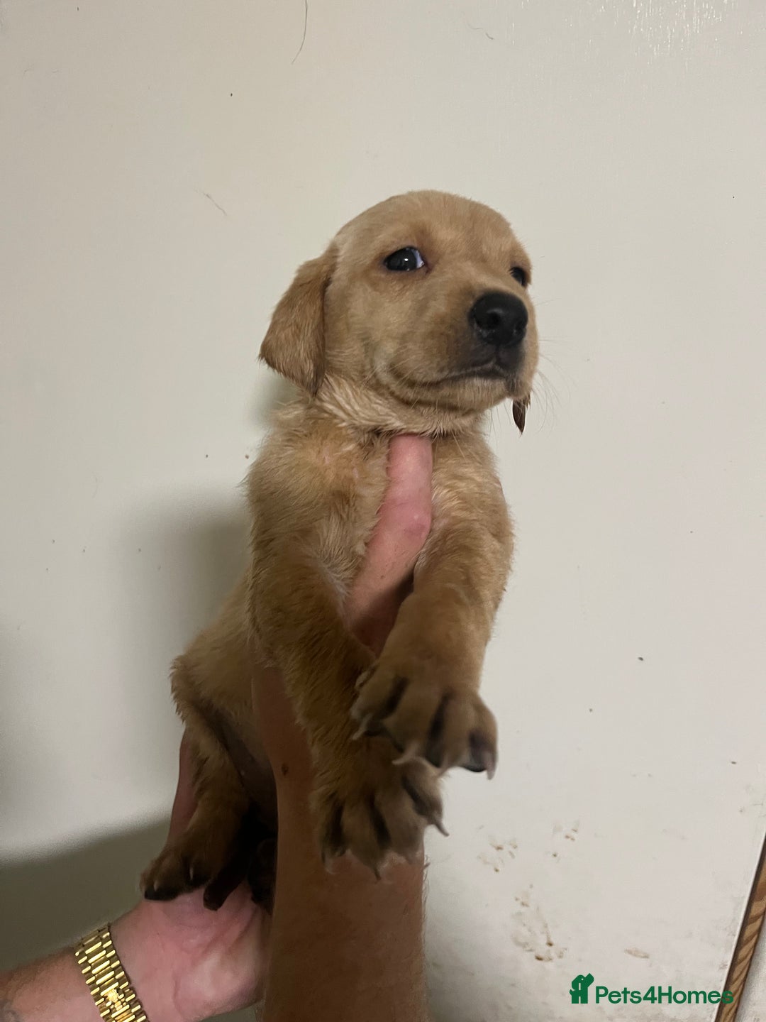 Labrador Retriever dogs for sale: 7 Labrador Puppies - Image 13