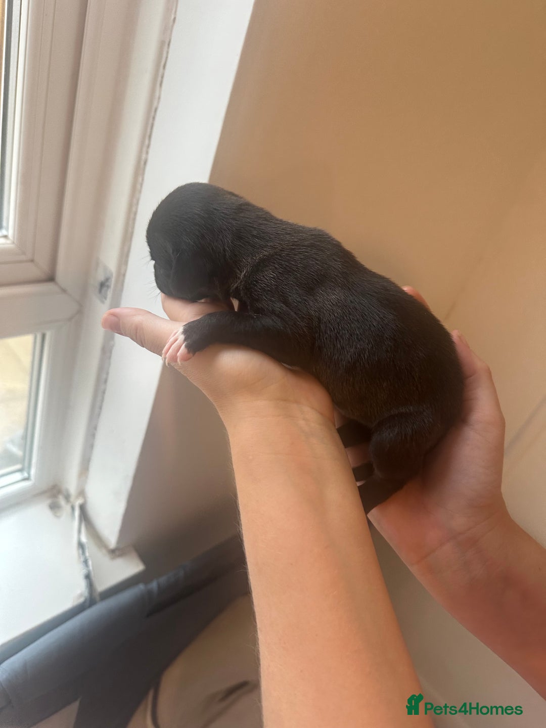 Mixed Breed dogs for sale: American bull staff puppies  - Image 19