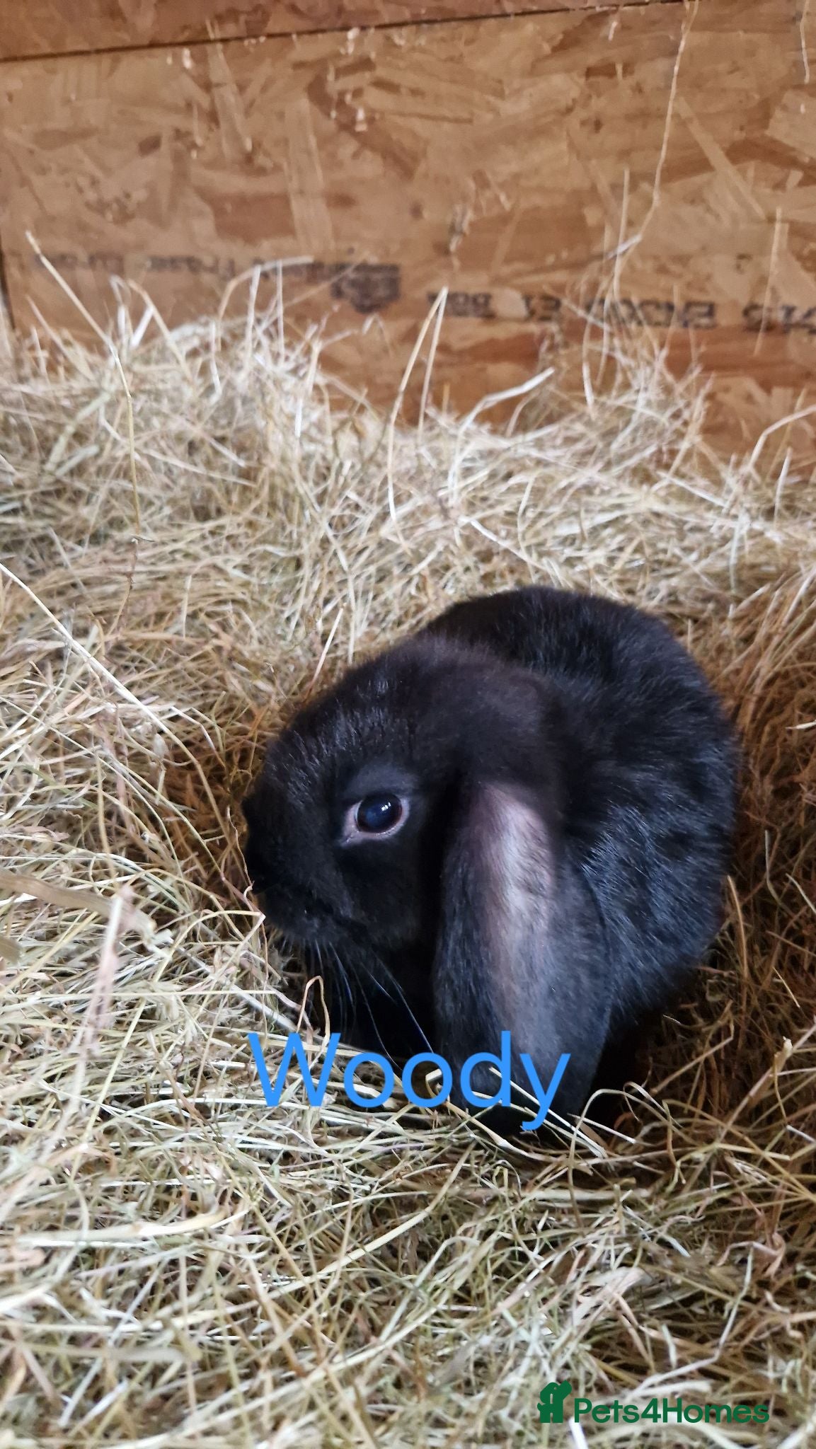 Mini Lop rabbits 4 gorgeous mini lop rabbits for sale, just 2 left! - Advert 2