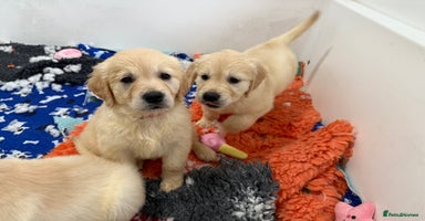 Golden Retriever dogs - Advert 3