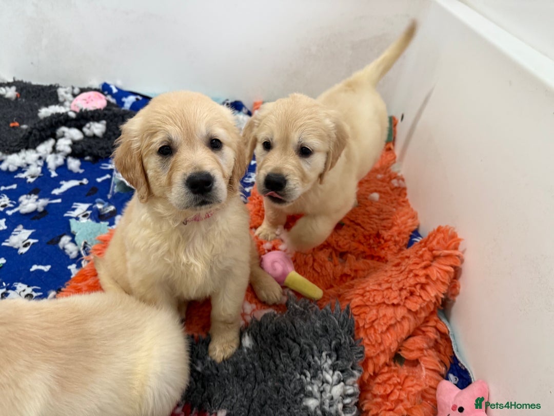 Golden Retriever dogs for sale: Handsome male golden retriever puppies for sale - Image 2