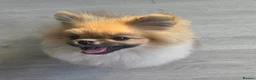 Pomeranian dogs for sale: Teddy beautiful pomeranian puppy - Advert 7
