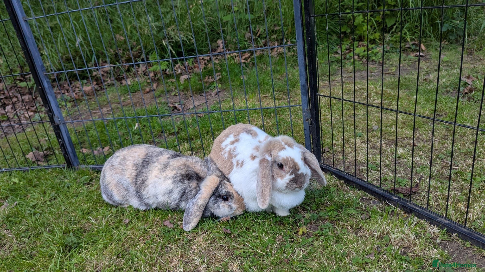 Mini Lop rabbits 2 Female mini Lops  - Advert 1