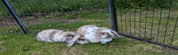 Mini Lop rabbits for sale: 2 Female mini Lops  - Advert 1