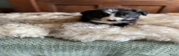 Border Collie dogs for sale: Bordercollie banies - Advert 9