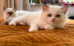 Ragdoll cats for sale: Pedigree Ragdoll Kittens (2xM,1xF) TICA Registered - Image 12