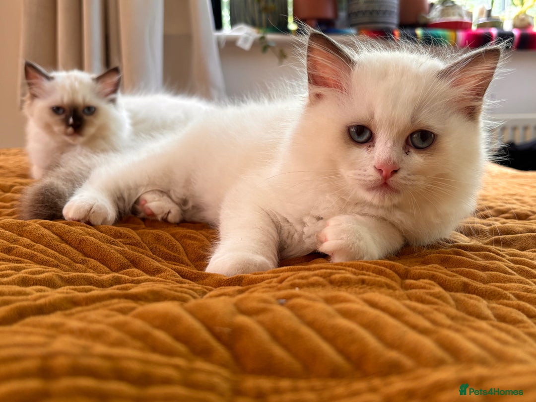 Ragdoll cats for sale: Pedigree Ragdoll Kittens (2xM,1xF) TICA Registered - Image 12