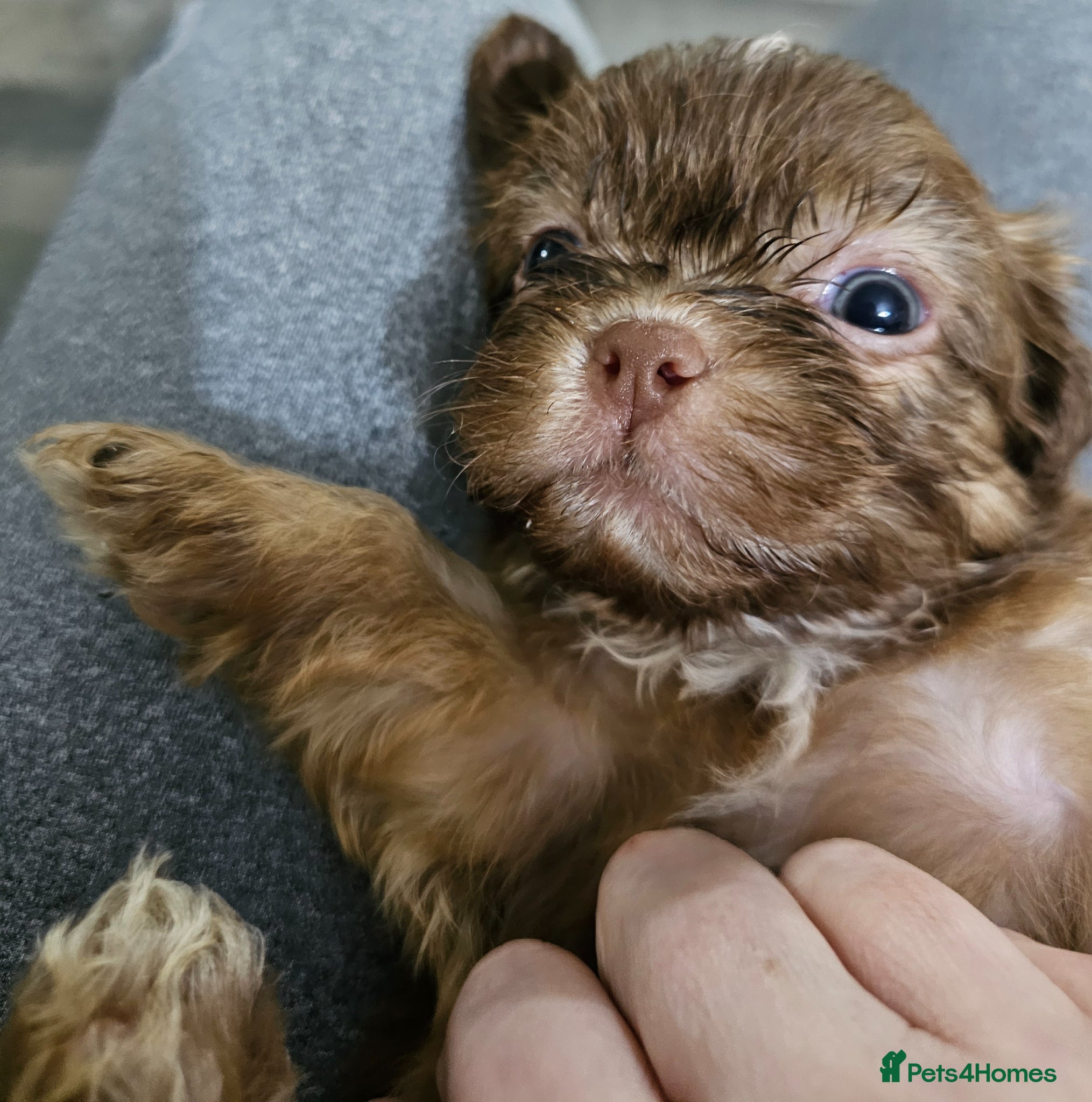 Shih Tzu dogs for sale: Choc Liver Shih Tzu puppies - Advert 17