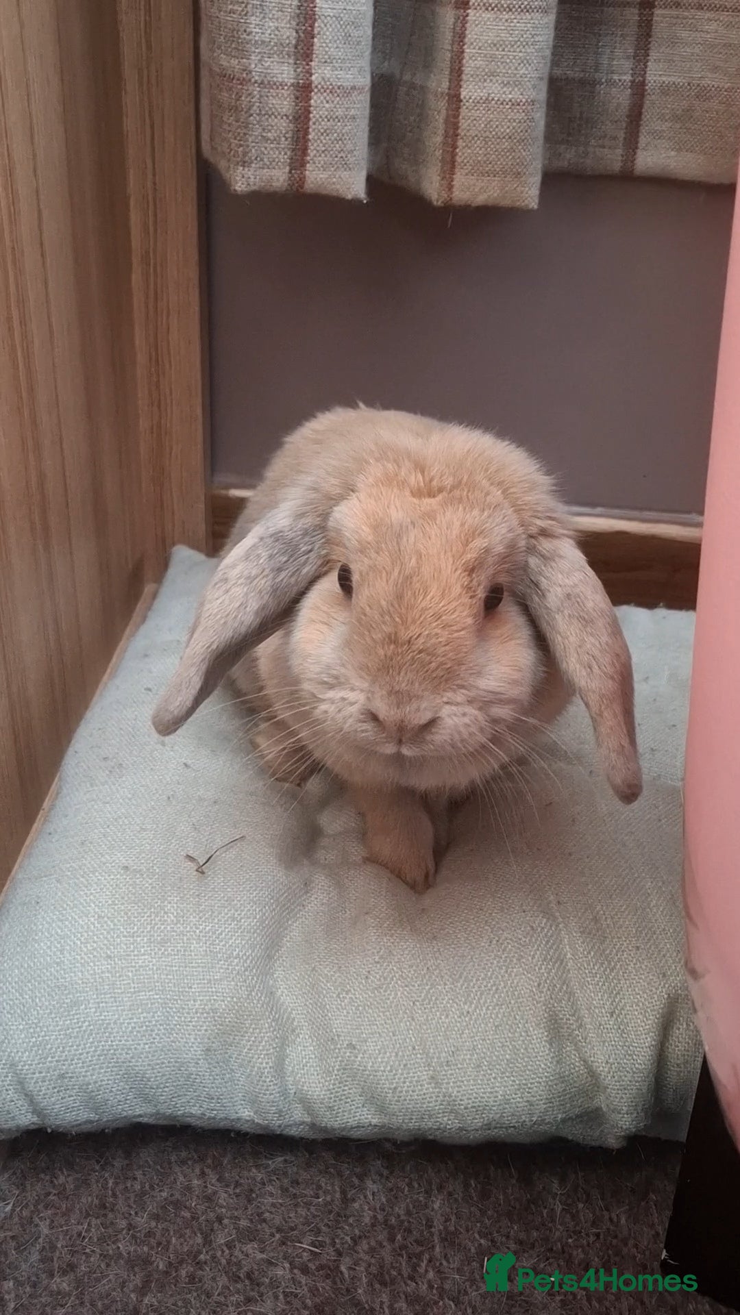Dwarf Lop rabbits for sale: Beautiful mini lop for sale - Advert 1