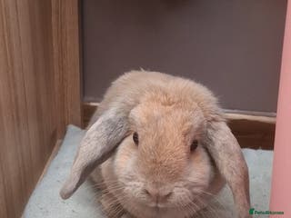 Dwarf Lop rabbits Beautiful mini lop for sale - Advert 2