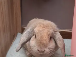 Dwarf Lop rabbits Beautiful mini lop for sale - Advert 1