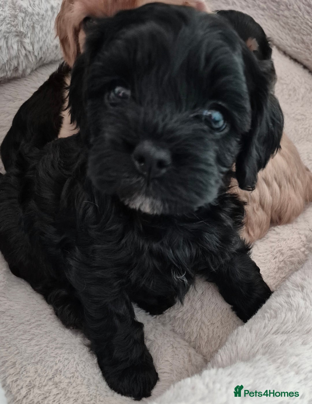 Cavapoo dogs for sale: Cavapoo puppies available from 27.9.25 - Image 17