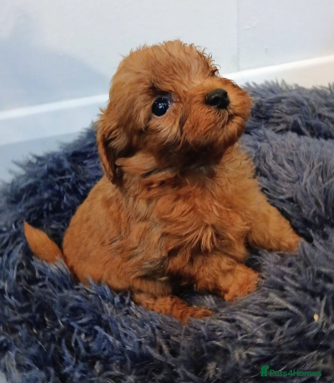 Cockapoo dogs for sale: Stunning red F1B cockapoo puppies  - Advert 11