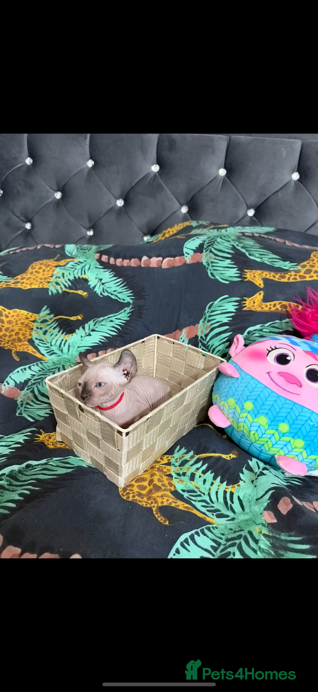 Sphynx cats for sale: Bald, bold elf blue eyes kittens  - Image 25