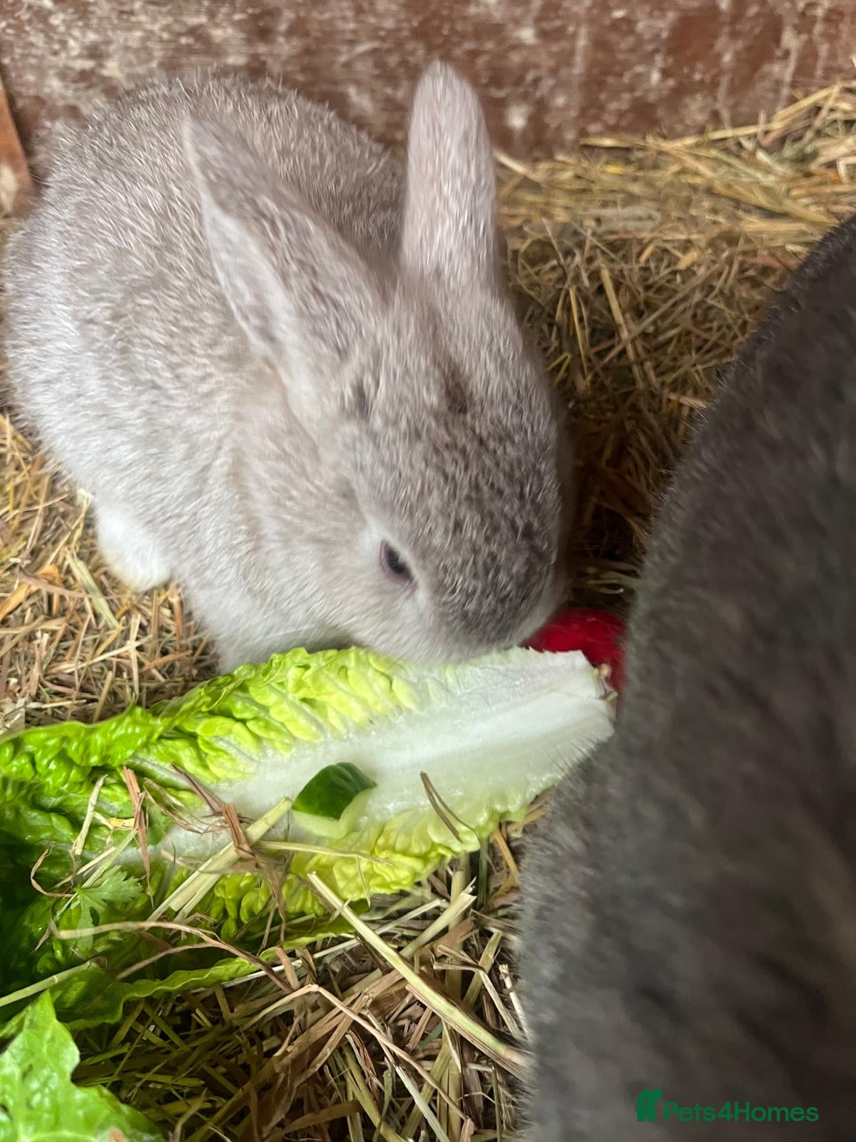 Mixed Breed rabbits 3 rabbits for sale 2 boys 1 girl - Advert 12