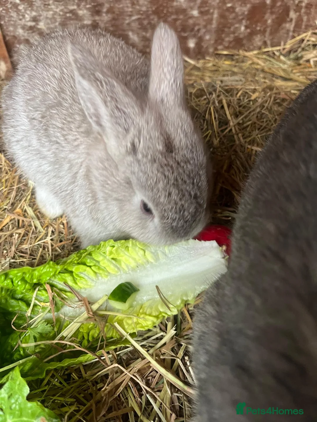 Mixed Breed rabbits for sale: 3 rabbits for sale 2 boys 1 girl - Advert 1