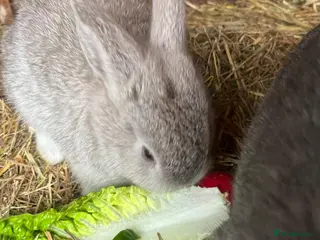 Mixed Breed rabbits 3 rabbits for sale 2 boys 1 girl - Advert 5