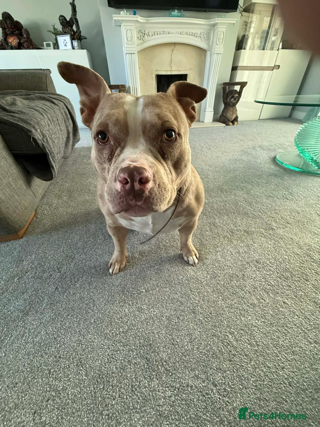 American Bully dogs for sale: 3 year old Pocket Bully in Bideford - Advert 5