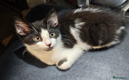 Mixed Breed cats for sale: 2 beautiful Maine Coon mix kittens  - Image 6