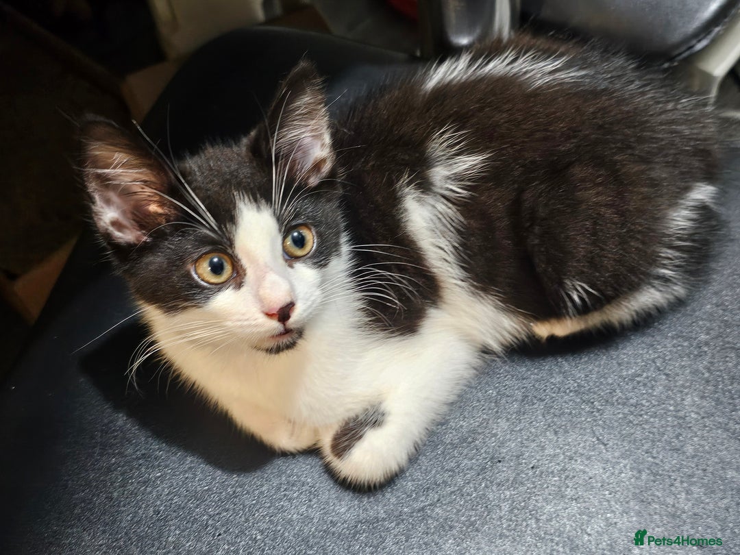 Mixed Breed cats for sale: 2 beautiful Maine Coon mix kittens  - Image 6