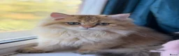 British Longhair cats for sale: Beautiful British Longhair Golden Shaded NY11  - Advert 3