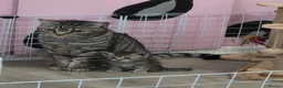 British Shorthair cats for sale: British shorthair cross kittens. Silver striped - Advert 7