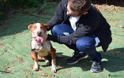 Ibizan Hound dogs for adoption: Fly   - Image 8