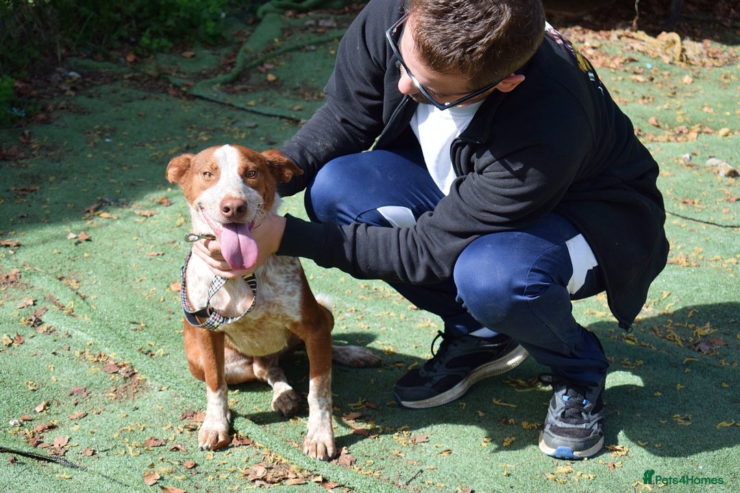 Ibizan Hound dogs for adoption: Fly   - Image 8