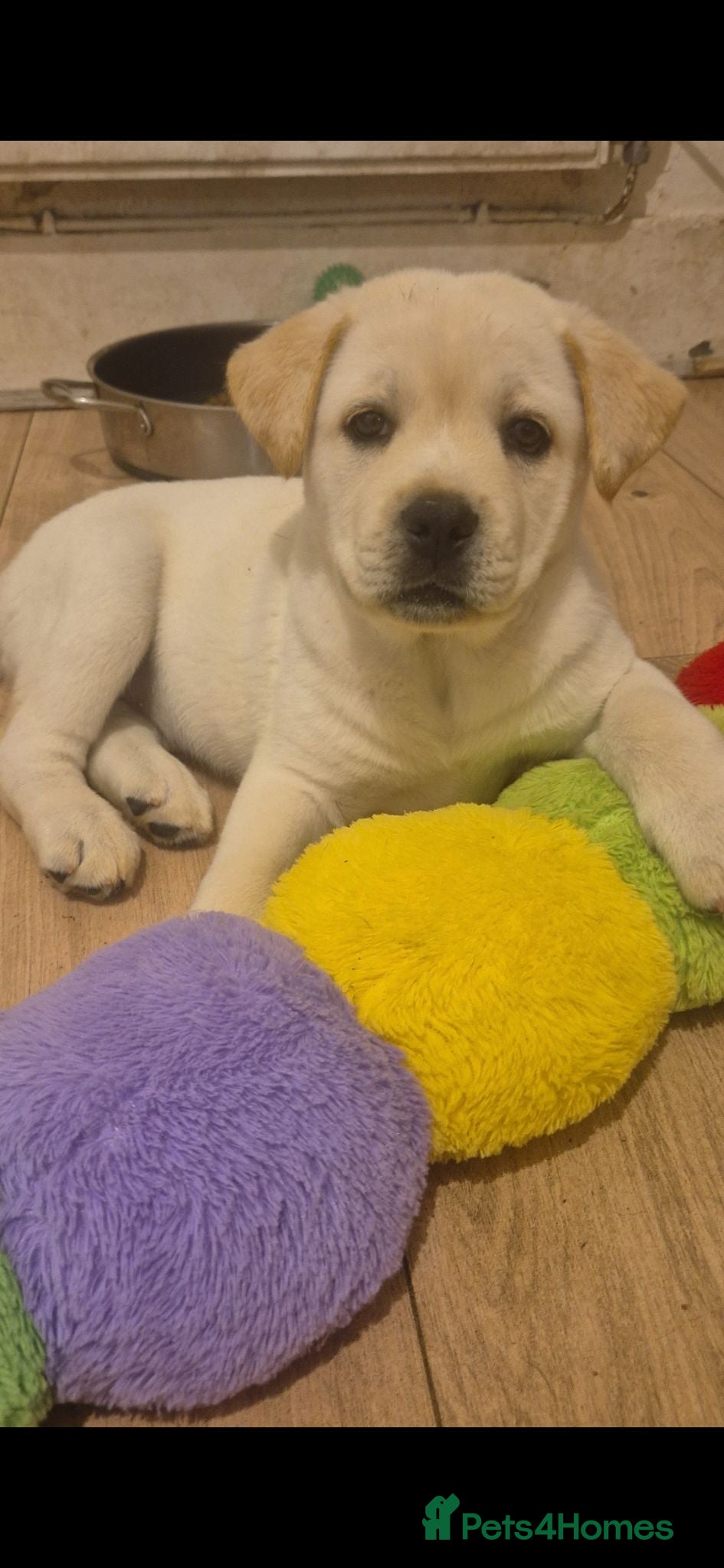 Mixed Breed dogs 3 pups left of 12 Cane Corso x Husky ready  - Advert 2