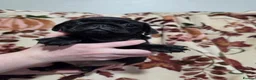 Pug dogs for sale: Kc male pug puppy from health tested parents - Advert 5