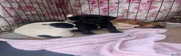 Mixed Breed dogs for sale: Jack russel x french bulldog puppies for sale - Advert 4