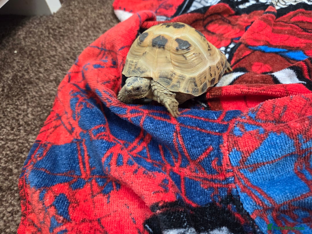 Tortoise reptiles for sale: Russian tortoise / horsfield - Advert 5