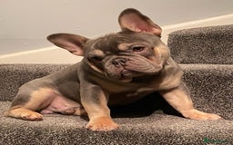 French Bulldog dogs for stud: LOKI “THE SON OF MISCHIEF” lilac Tan  in Coatbridge - Image 11