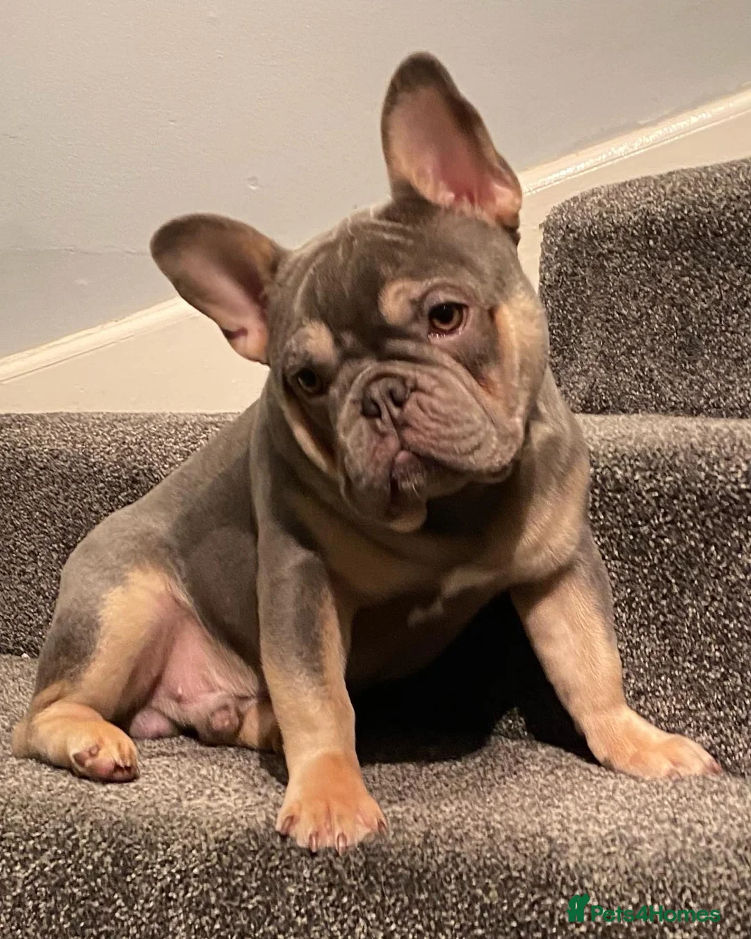 French Bulldog dogs for stud: LOKI “THE SON OF MISCHIEF” lilac Tan  in Coatbridge - Advert 11