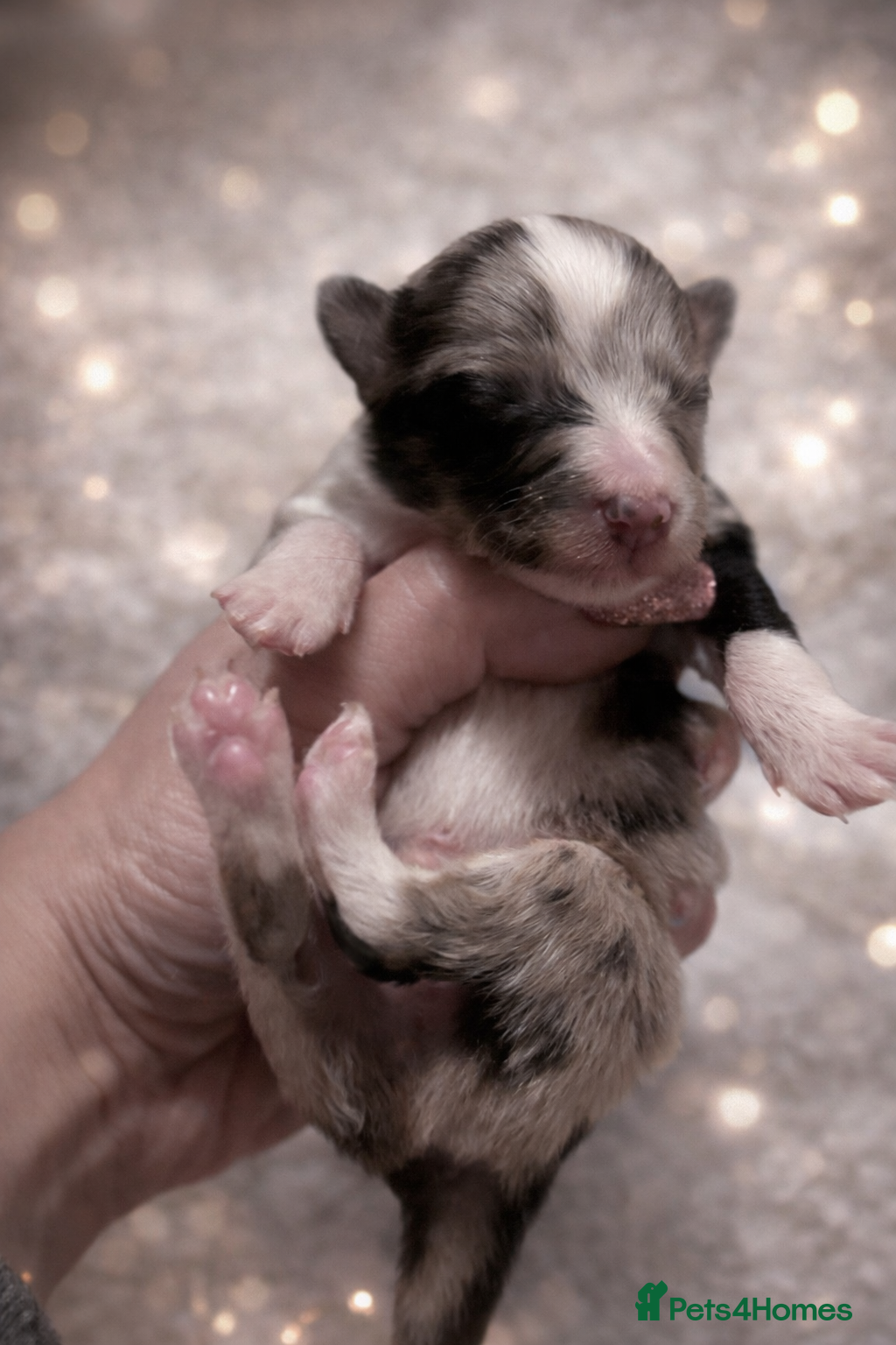 Shetland Sheepdog dogs New litter - Advert 3