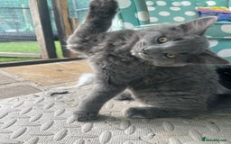 Domestic Shorthair cats for sale: Last 2 kittens available.  - Image 9