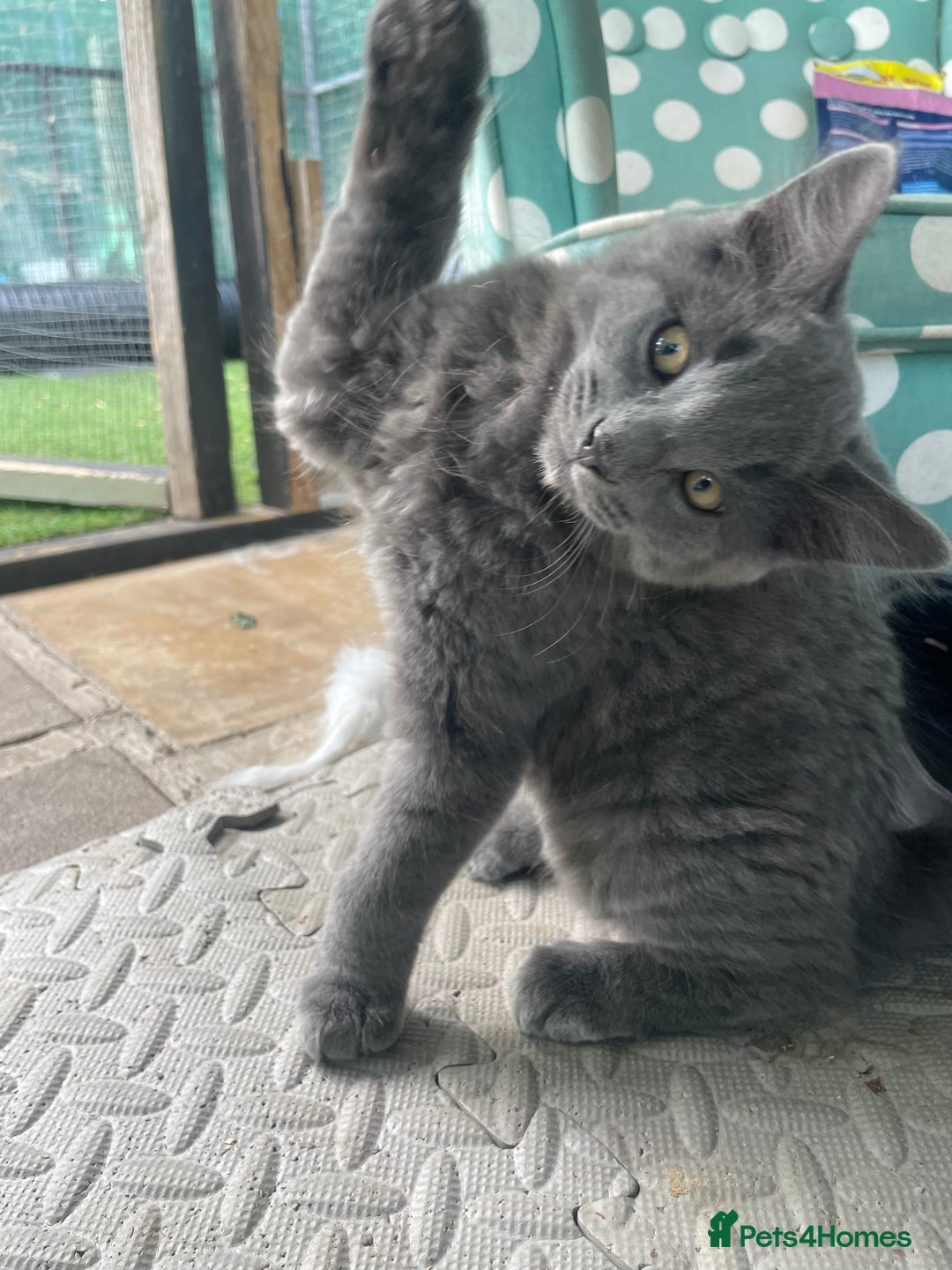 Domestic Shorthair cats for sale: Last 2 kittens available.  - Image 9