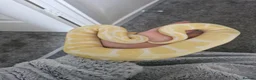 Python Snake reptiles for sale: Male ball pythons and vivs available - Advert 7