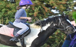 Irish Cob horses for sale: Gorgeous 12.3hh cuddly cob  - Image 3