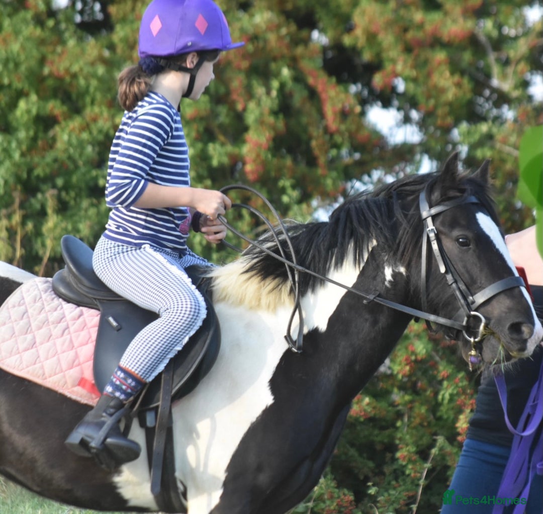 Irish Cob horses for sale: Gorgeous 12.3hh cuddly cob  - Image 3