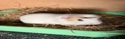 Guinea Pig rodents for sale: X3 Male Guniea Pig in Gateshead - Advert 7
