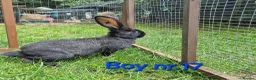 Continental Giant rabbits for sale: Pure Continental Giant Vaccinated  - Advert 7