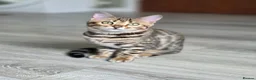 Bengal cats for sale: Gorgeous Rosetted Bengal Kittens  - Advert 15
