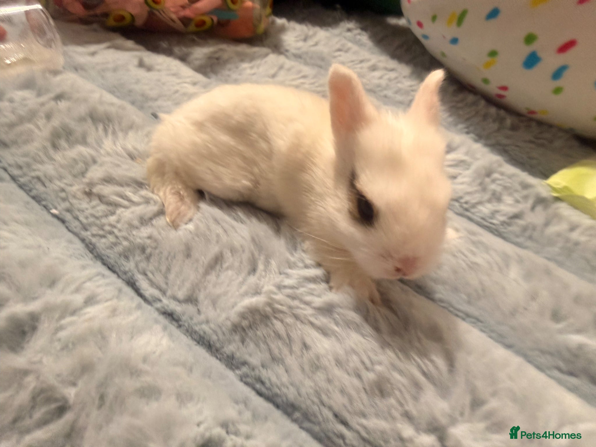Mixed Breed rabbits for sale: Bunnies for sale - Advert 2