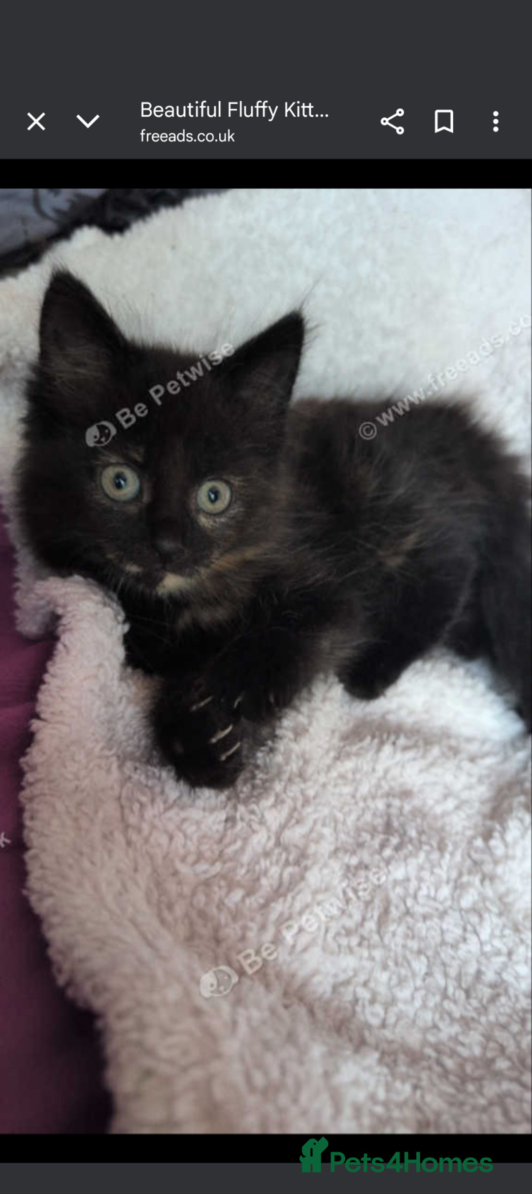 Mixed Breed cats for sale: Beautiful mix breed part maincoon kittens  - Image 6