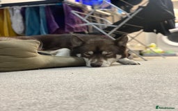 Siberian Husky dogs for sale: Siberian Husky - Advert 7