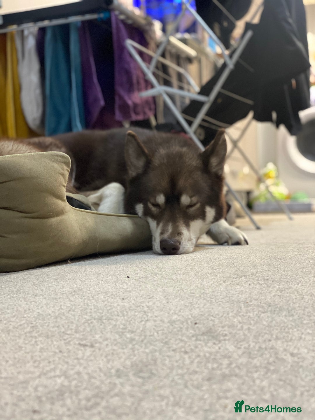 Siberian Husky dogs for sale: Siberian Husky - Advert 7