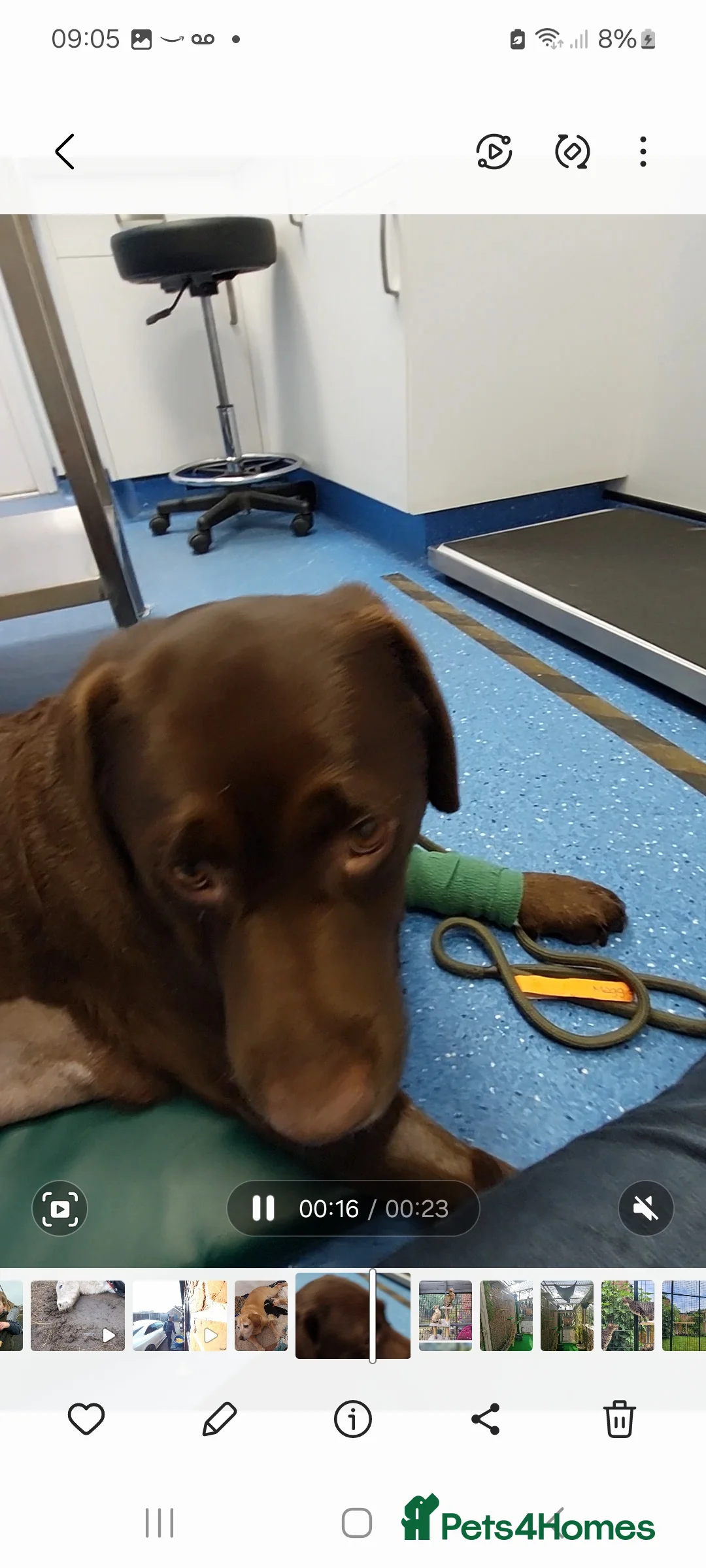 Labrador Retriever dogs for sale: Pedigree labrador puppies for sale  - Advert 14