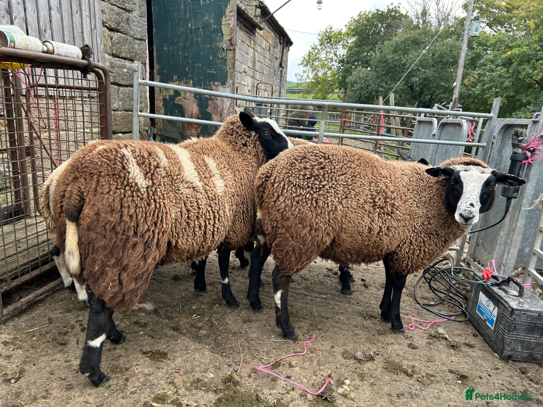 Sheep livestock for sale: Selection of graded Dutch spotted gimmer hoggs  - Advert 4