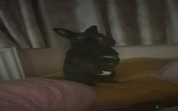 Dwarf Lop rabbits for sale: Male black rabbit  - Image 2